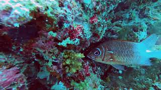 Dive And To Banana Reef And Kurumba, Maldives