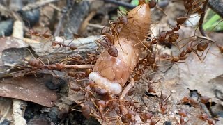 The Hidden Hierarchy Queen, Workers, And Soldiers Of The Ant World