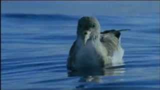 Impressions From Deep Blue Bbc Movie - New Scoring By Simone Gruber