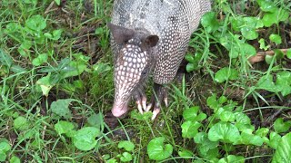 Young Armadillos x 3