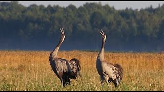 Журавли. Осенние крики. Common crane. Autumn songs.