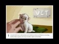 How to Feed a Newborn Kitten