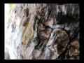 lascaux caves