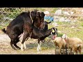 Best goat crossing - Fast Time Crossing Female | Goat Meeting Female | Goat Breeding