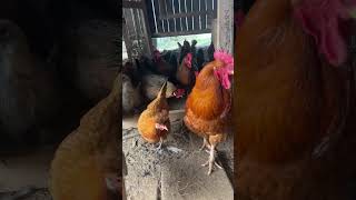 Good Morning Animals On The Farm