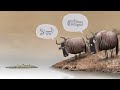 Wildebeests