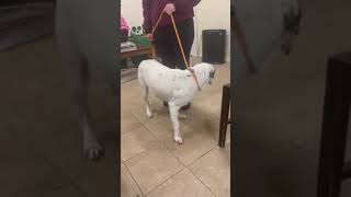 Sweet Pea so happy to be rescued