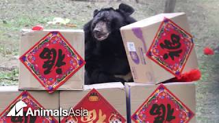 Lunar New Year at the Animals Asia bear sanctuaries