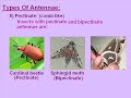 antennae