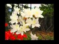 Krisyanto Mawar Merah cover YouTube download mp3 dan video Krisyanto Mawar Merah cover YouTube