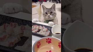 【癒し】鯛の刺身を食べる猫がかわいい #Cat #ねこ #ねこチャック