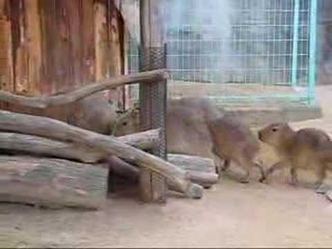 Capybara Train　カピバラトレイン