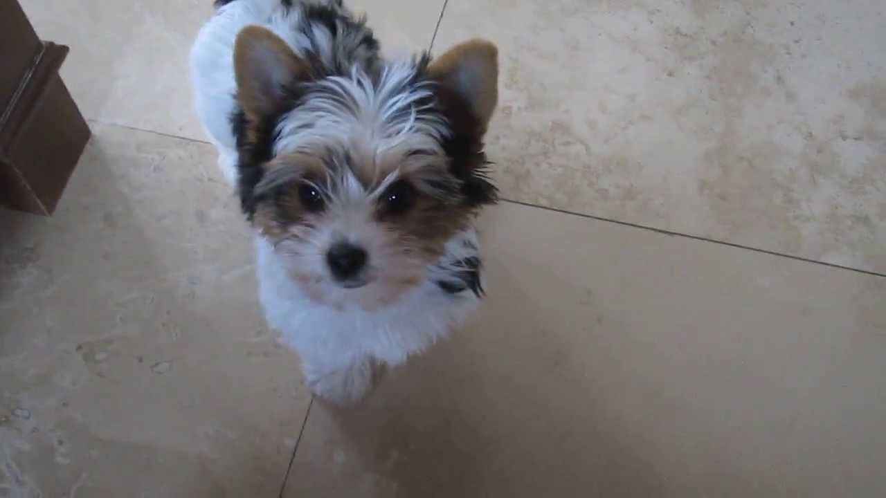 yorkie biewer biewer terrier 4 sale yorkie biewer biewer terrier 4 sale