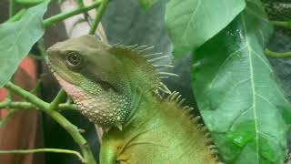 Beautiful Dragons