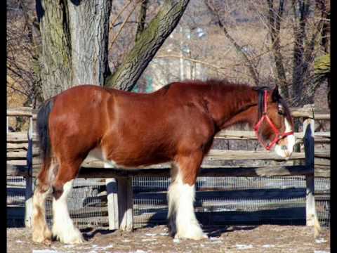 Poor Old Horse Video