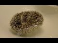 Hedgehog Floating On Back! Super Cute! Hedgehog Floating On Back! Super Cute!