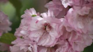 On The Nature Of Daylight On The Nature Of Daylight