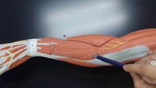Muscles of the Arm and Forearm