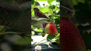 Snake Try To Swallow Ball