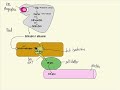 bilirubin metabolism made simple
