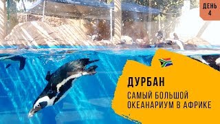 Видео ЮАР??. Жизнь в Южной Африке. Дурбан. День 4 от Роман Чистяков, Дурбан, Южная Африка