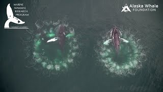 Whale Bubble-Net Feeding Doented By Uh Researchers Through Groundbreaking Video