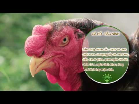 Nông nghiệp sạch số 10 – Gà Hồ Bắc Ninh
