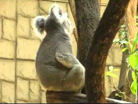 動くコアラ（special）・・たぶんフォレスト ＠東山動物園