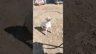 Meet Bella All White Bull Terriers Female, Crazy Bella.
