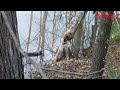 DiResta: Tree Swing