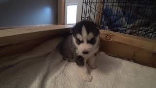 puppies 3 weeks old 03-11-2019