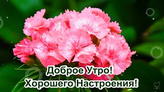 Доброго Майского Утра! Хорошего Настроения На Весь День! 😘🌺🌺🌺Музыкальная Открытка С Пожеланием.💌