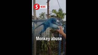 Animal Welfare Group Demands Investigation Into Monkey Abuse Video