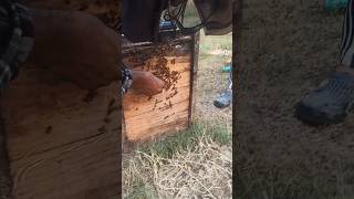 How To Fix A Bee Box Leakage Essential Tips For Beekeepers