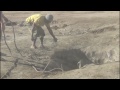ATE team rescue another baby elephant from a well