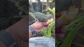 Anakan Burung Punai Pengantin