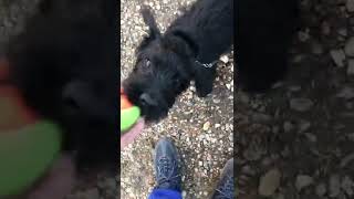 Mylo The Jack Russell Patterdale Terrier