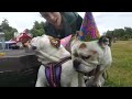 FailFactory: Derpy Dogs (March 2019) | FailArmy