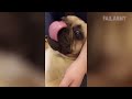 FailFactory: Derpy Dogs (March 2019) | FailArmy