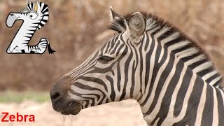 Animals Start With Z Alphabet Animals Z Is For Abecedario En Ingles Alphabetimals Letter Z