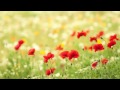 OST Spring Waltz - One Love - Loveholic (러브홀릭)