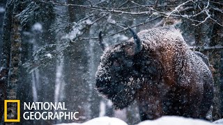 Дикая Природа России Документальный Фильм National Geographic Full Hd