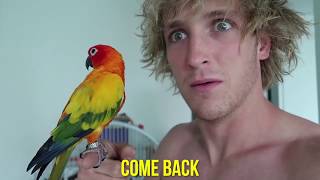 Maverick The Parrot Compilation Vol 2