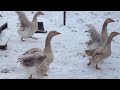 Видео BUFF SEBASTOPOL GEESE CURLY AND SMOOTH BREASTED FROM CHESHIRE POULTRY UK ENGLAND
