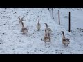 Video BUFF SEBASTOPOL GEESE CURLY AND SMOOTH BREASTED FROM CHESHIRE POULTRY UK ENGLAND