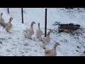 BUFF SEBASTOPOL GEESE CURLY AND SMOOTH BREASTED FROM CHESHIRE POULTRY UK ENGLAND