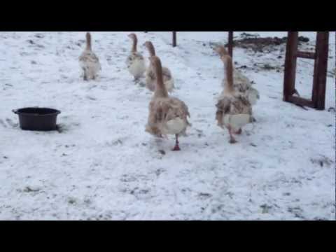 BUFF SEBASTOPOL GEESE CURLY AND SMOOTH BREASTED FROM CHESHIRE POULTRY UK ENGLAND