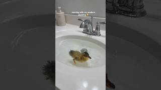 Morning With My Newborn Duckling