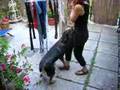 TITO: il George Clooney dei cani impazzisce Video