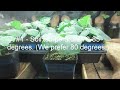 How To Grow Vegetable Seedling and Germinate Seeds Indoors With Amazing Results!